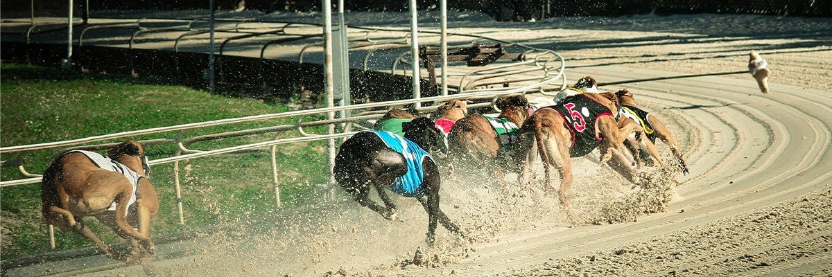 greyhound racing betting on bc.game 